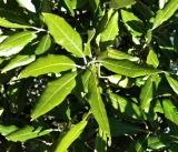 Quercus ilex