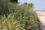 Beta maritima. Зацветающее растение. Крым, Севастополь, обочина. 16.05.2023.