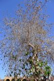 Ficus religiosa