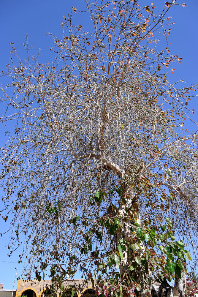 Image of Ficus religiosa specimen.