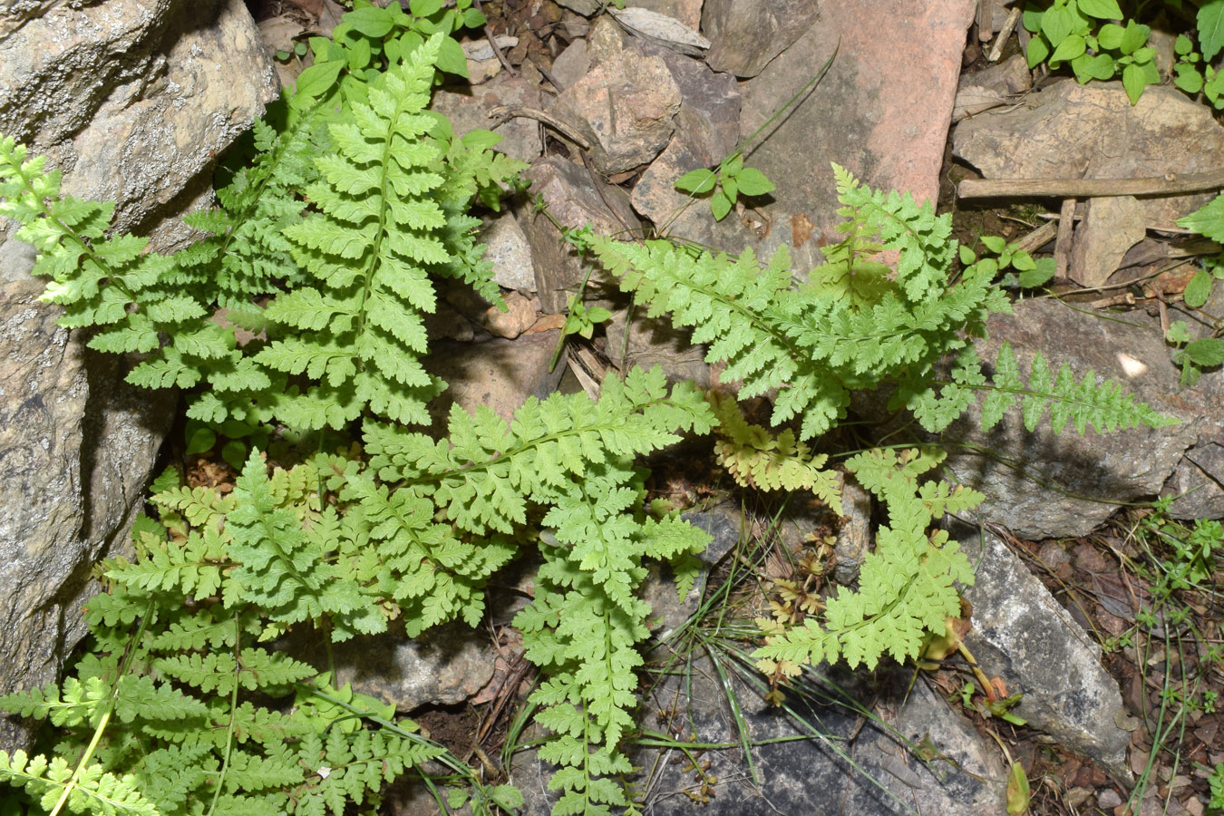 Изображение особи Cystopteris fragilis.