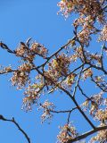 Ulmus laevis. Ветви с соцветиями. Санкт-Петербург, Петергоф, парк. 03.05.2010.