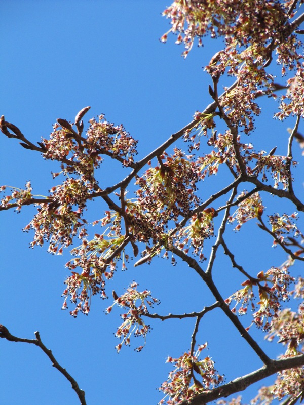 Изображение особи Ulmus laevis.