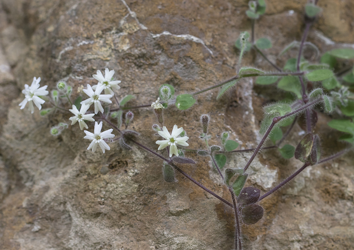 Image of Petrocoma hoefftiana specimen.