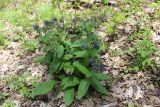 Смотреть изображение Pulmonaria mollis