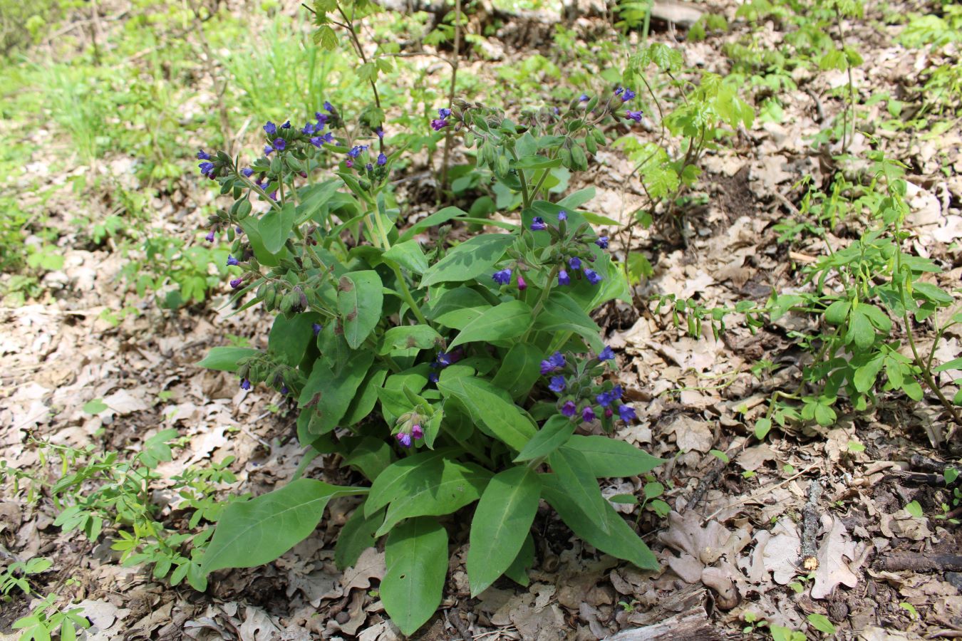 Изображение особи Pulmonaria mollis.