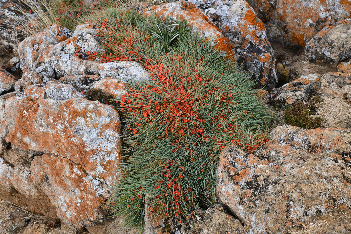 Изображение особи Ephedra monosperma.