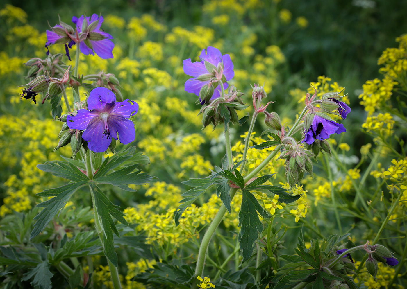 Image of Geranium pratense specimen.