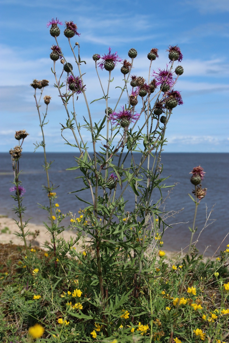 Изображение особи Centaurea scabiosa.