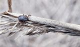 Смотреть изображение Phragmites australis