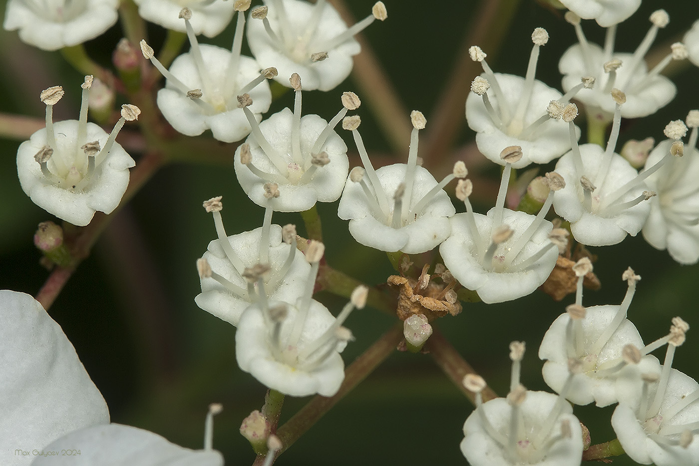 Image of Viburnum opulus specimen.