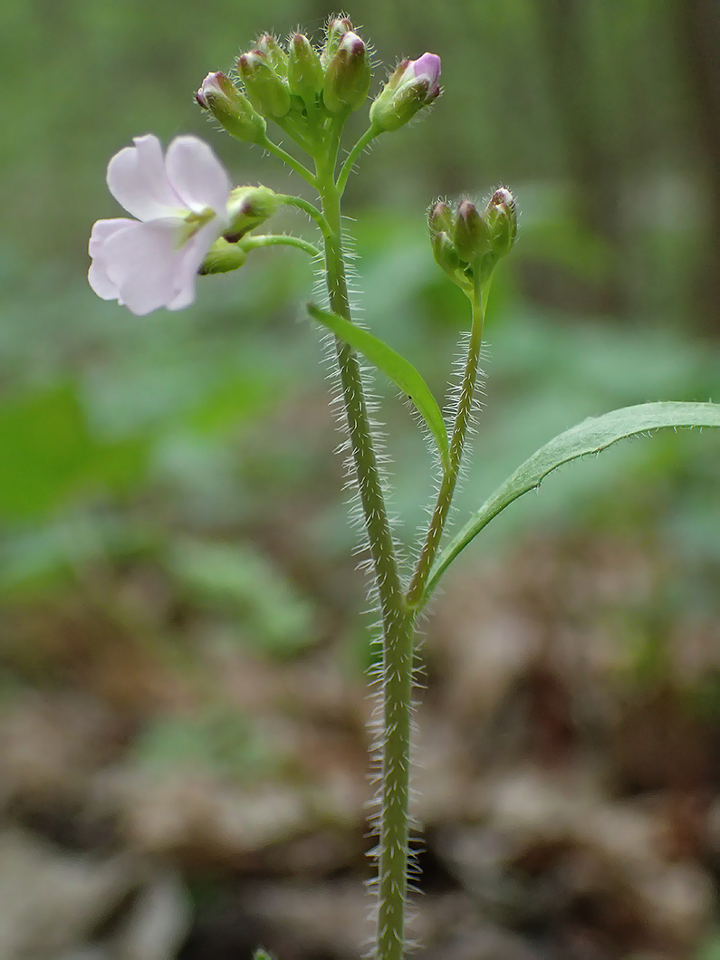 Изображение особи Arabidopsis arenosa.