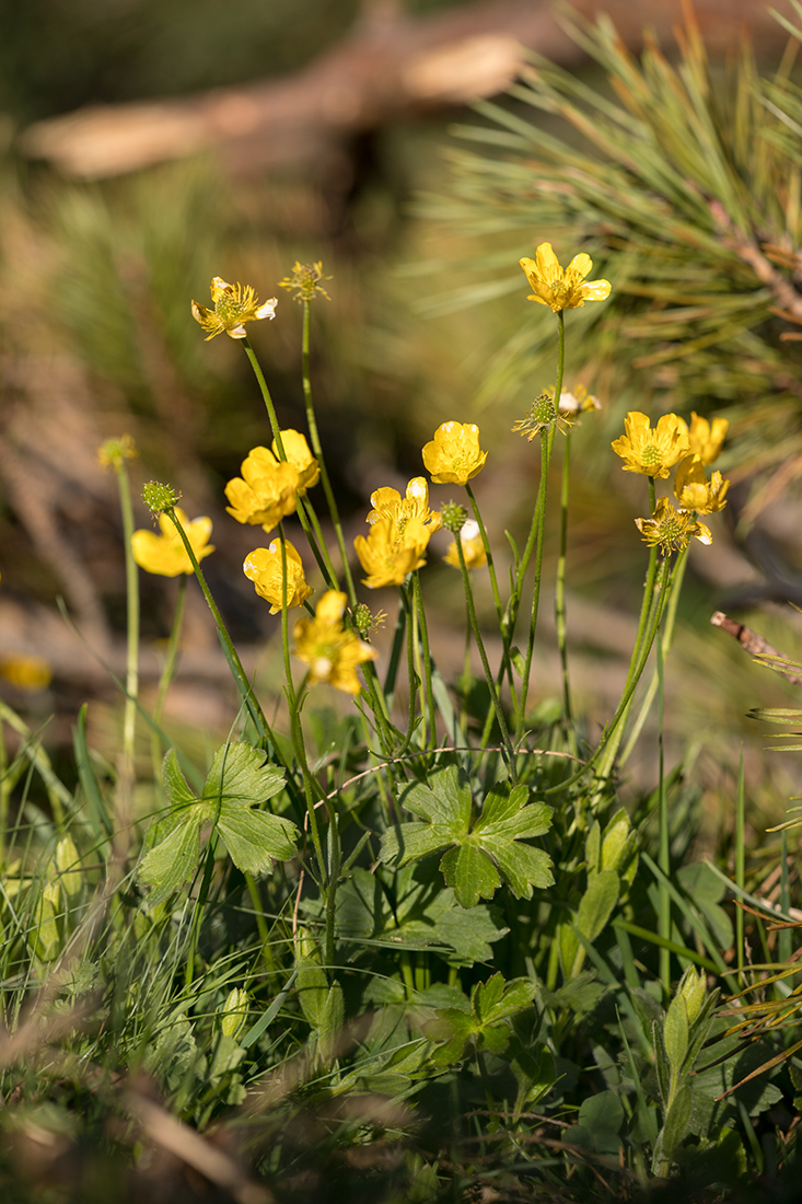 Изображение особи Ranunculus oreophilus.