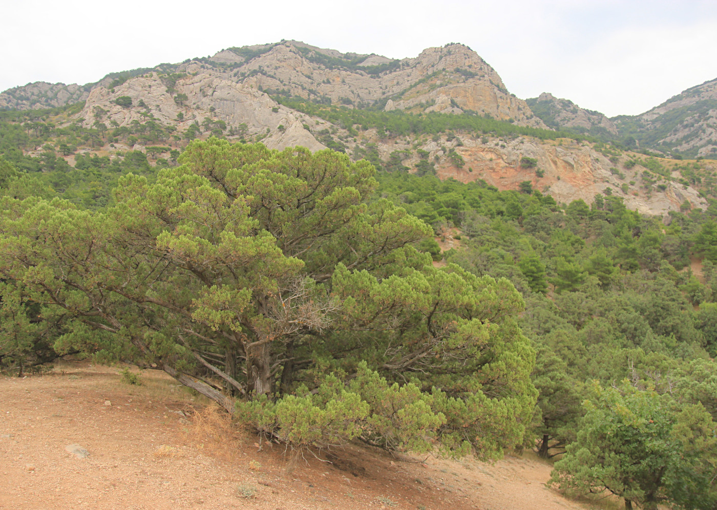 Изображение особи Juniperus excelsa.