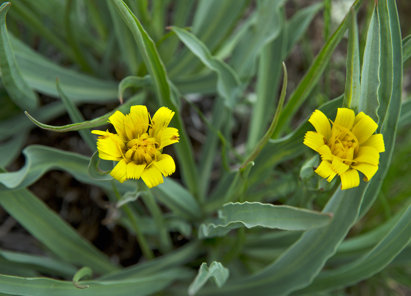 Image of Scorzonera austriaca specimen.