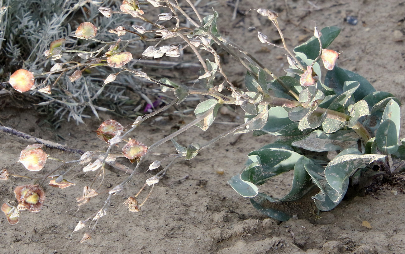 Изображение особи Rindera tetraspis.