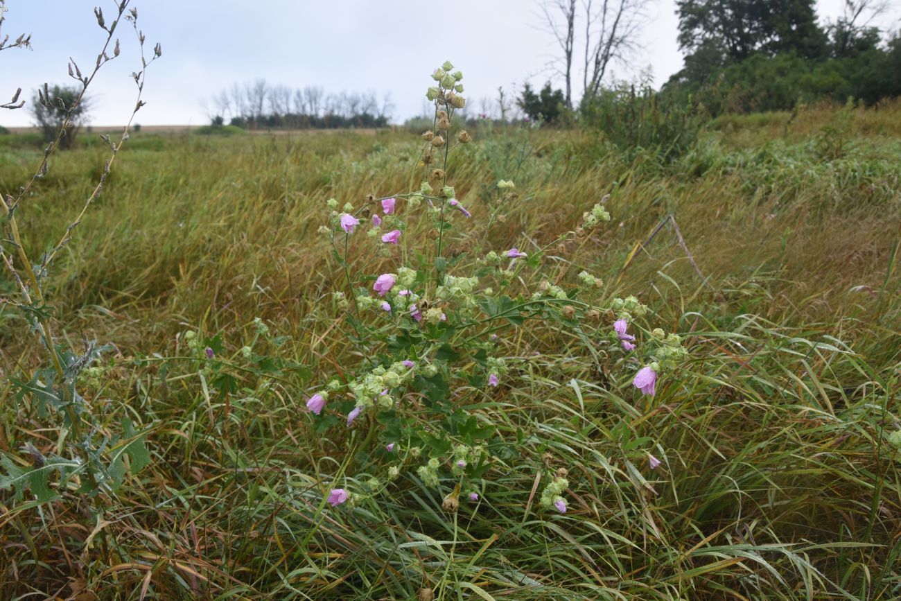 Изображение особи семейство Malvaceae.