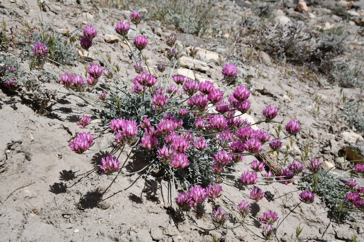 Изображение особи род Astragalus.