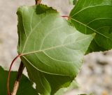 Populus nigra