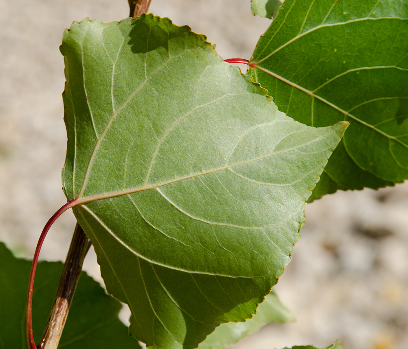 Изображение особи Populus nigra.