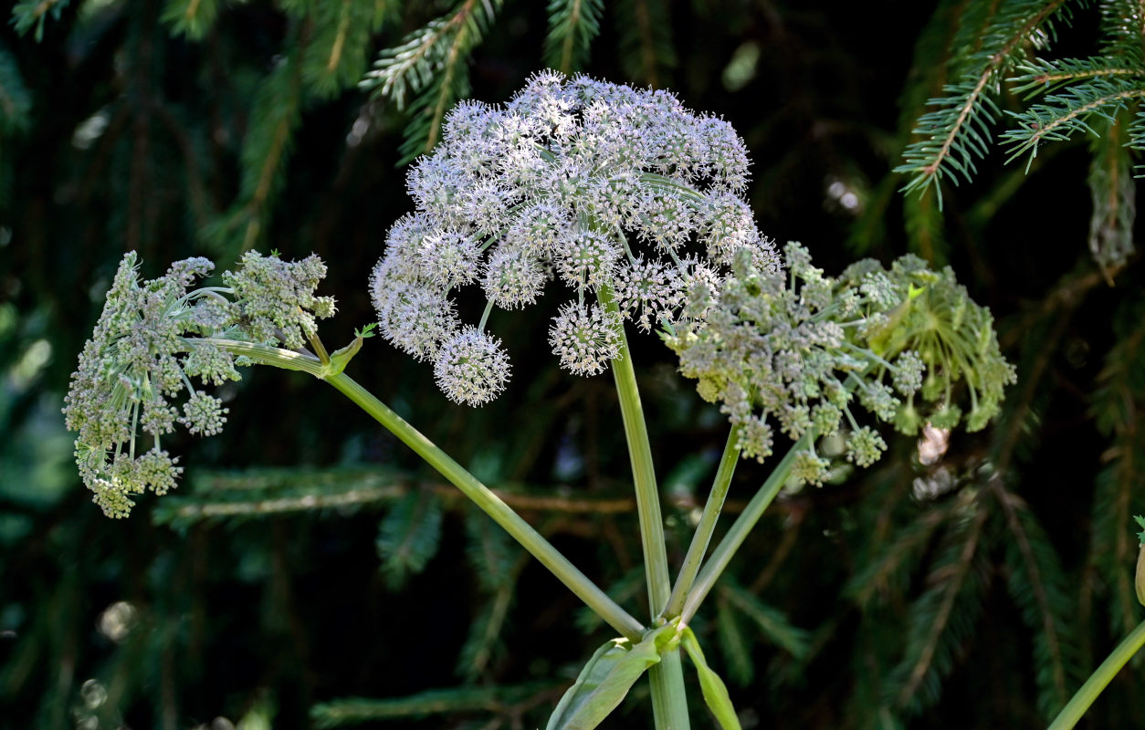 Изображение особи Angelica sylvestris.