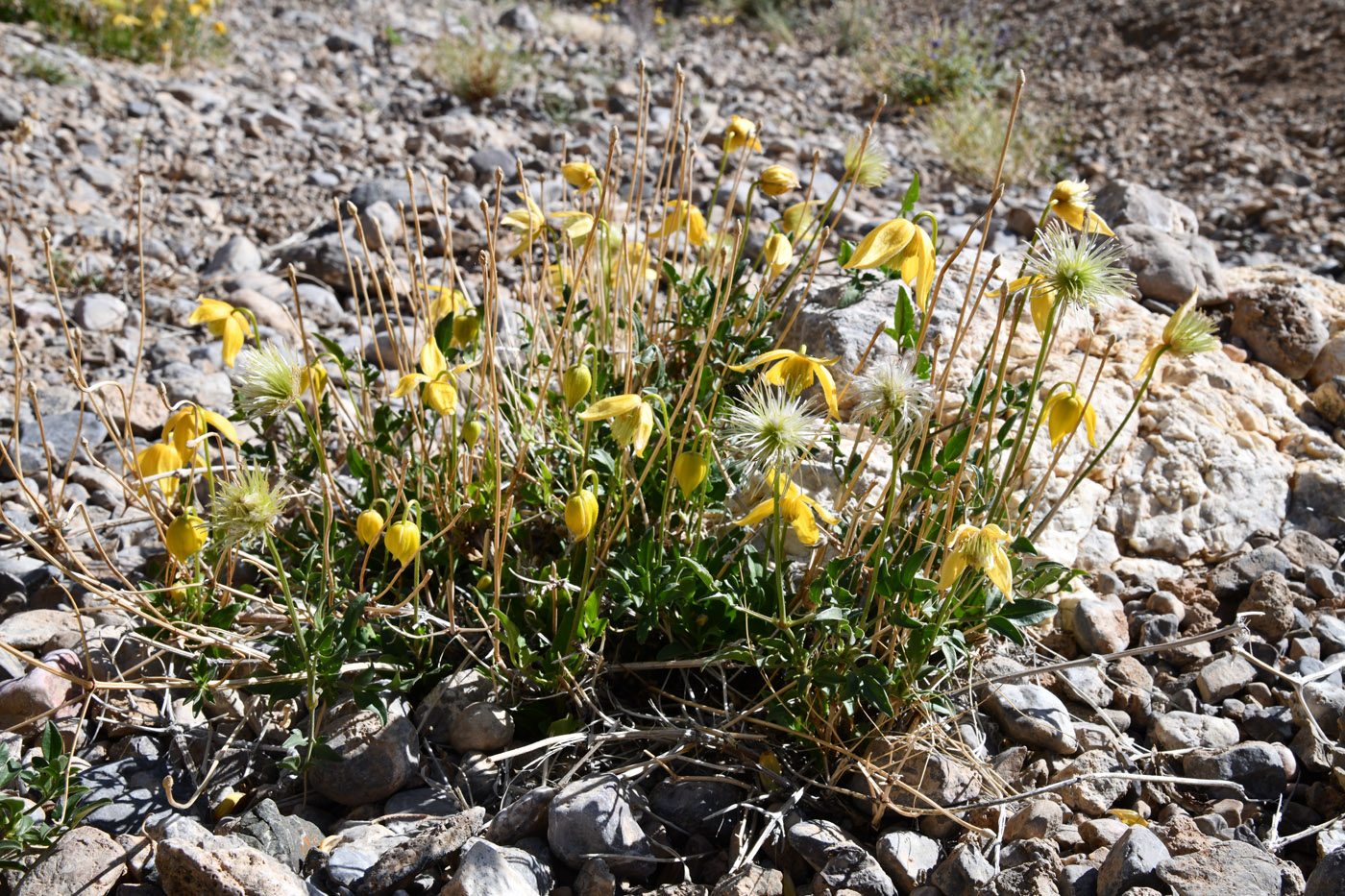 Image of Clematis tangutica specimen.