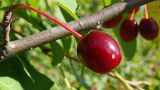 Malus mandshurica. Часть ветви с плодом. Хабаровский край, окр. г. Комсомольск-на-Амуре, дол. руч. Тёплый ключ. 06.09.2024.