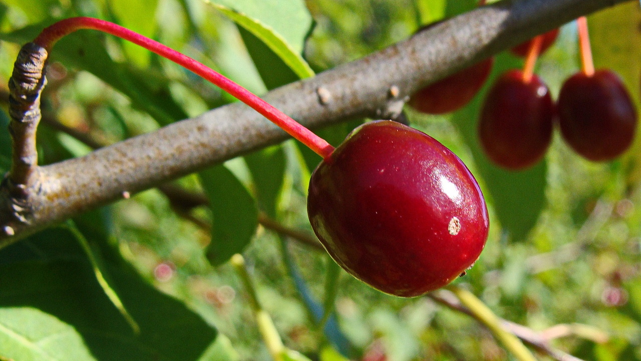 Image of Malus mandshurica specimen.