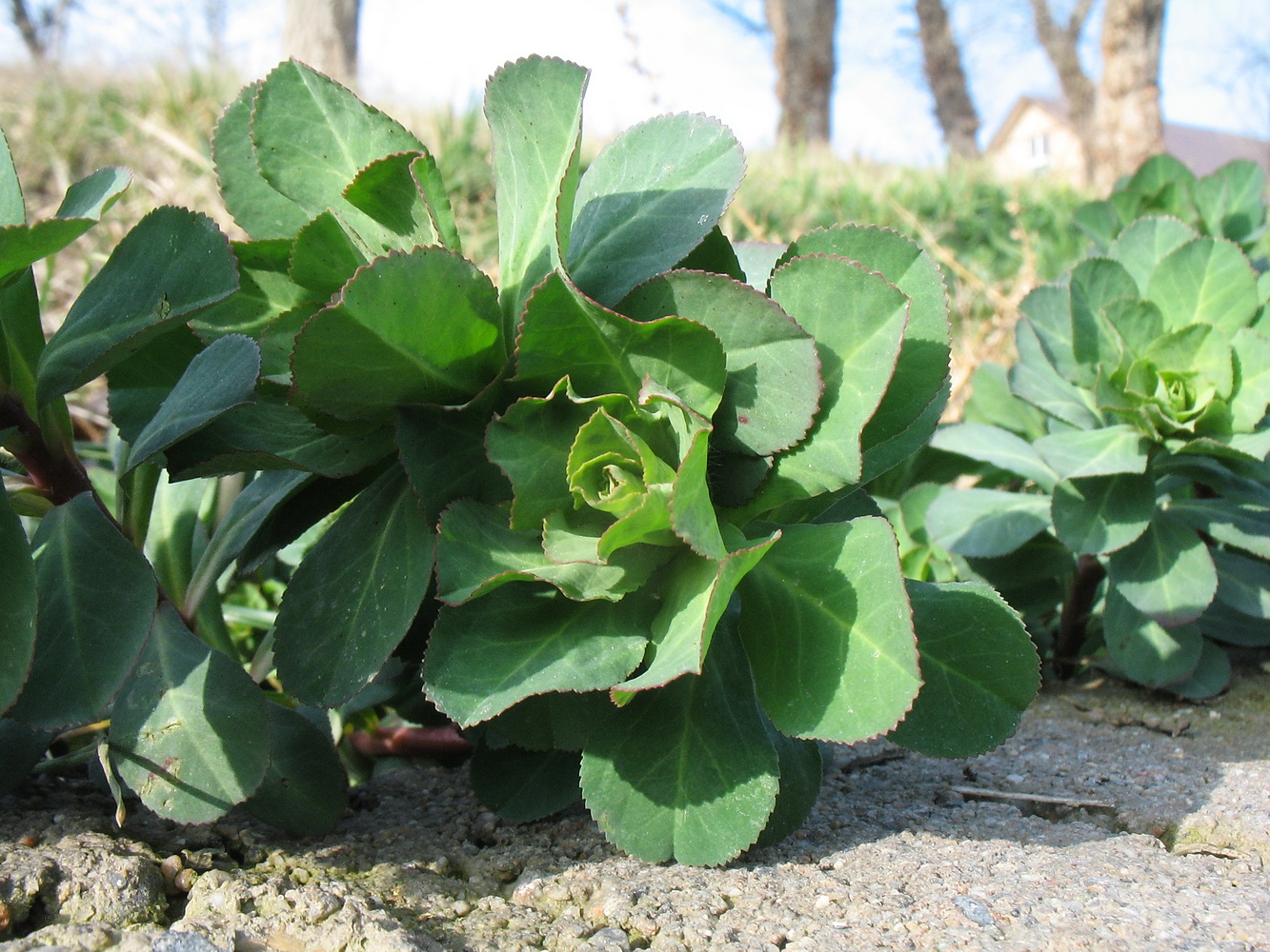 Изображение особи Euphorbia helioscopia.