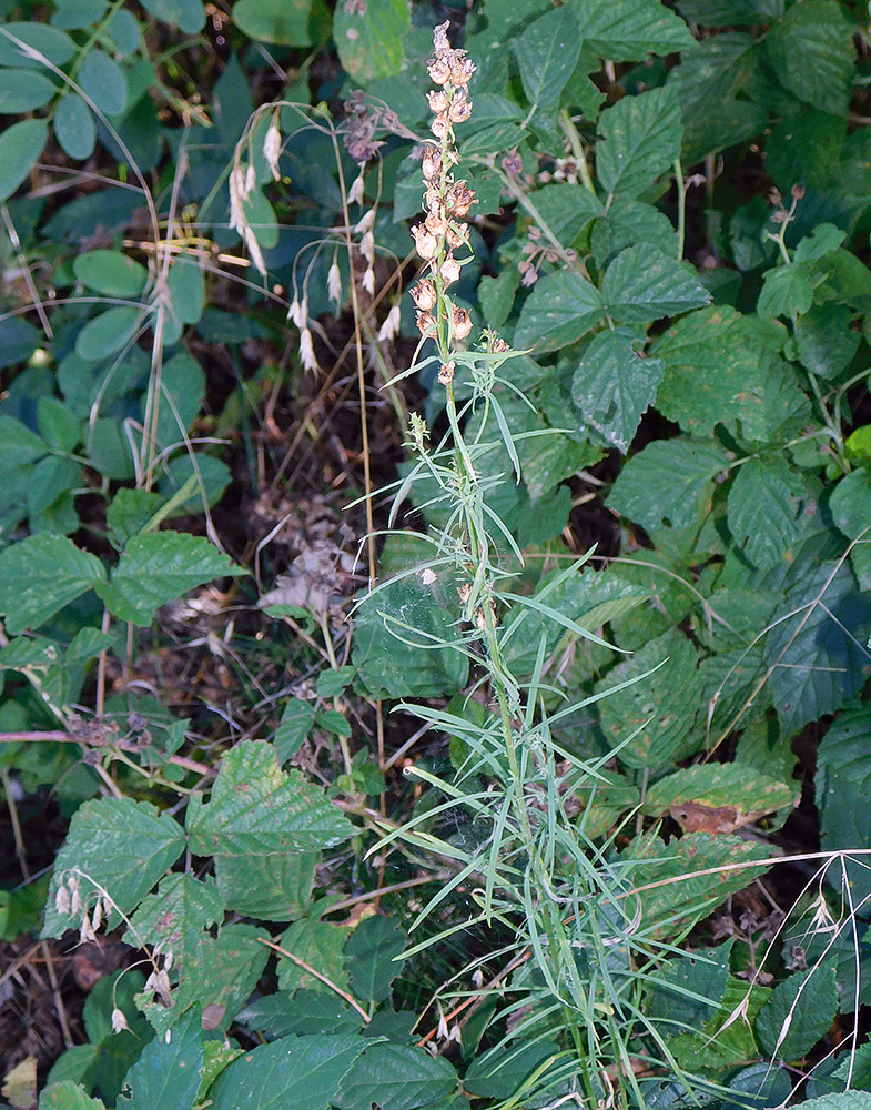 Image of Linaria vulgaris specimen.