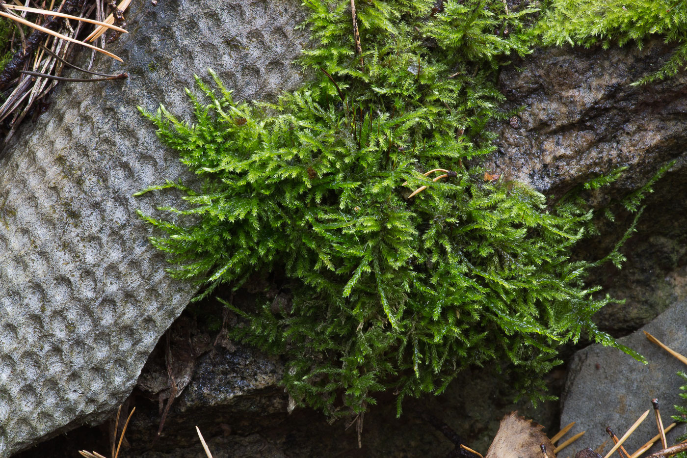 Изображение особи семейство Brachytheciaceae.