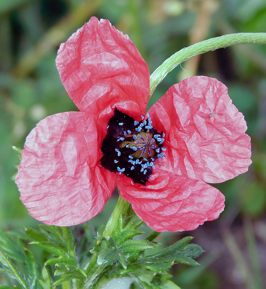 Image of Papaver hybridum specimen.