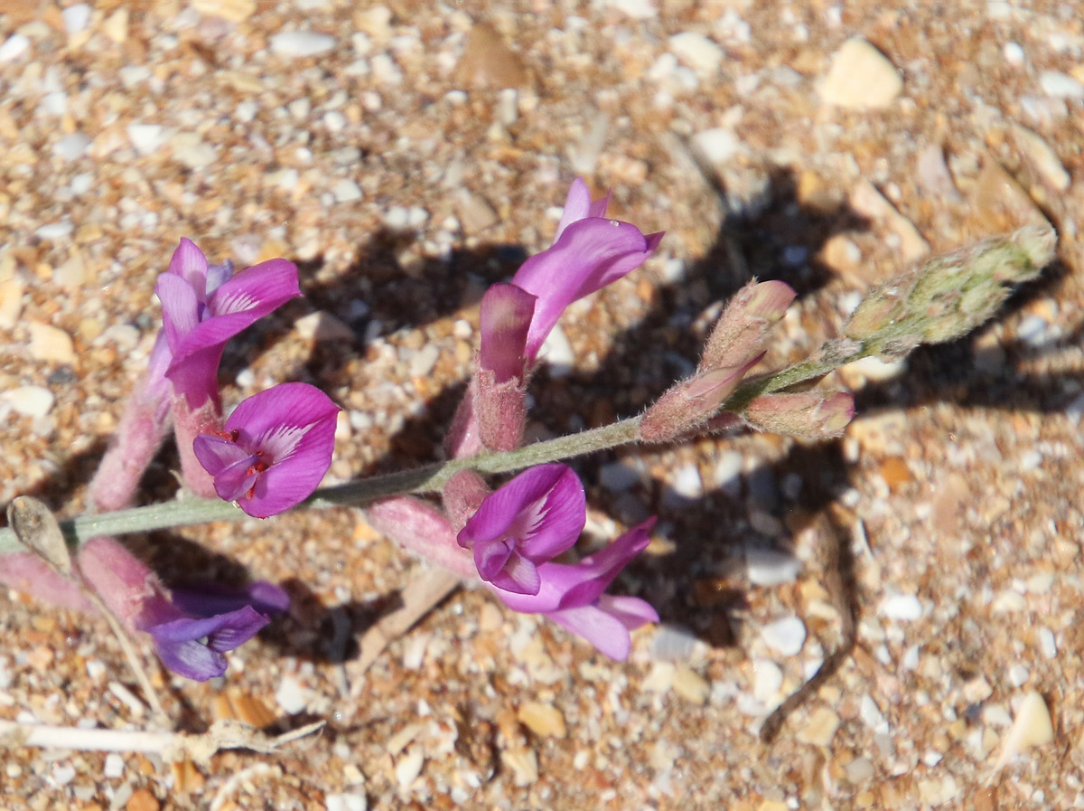 Image of Astragalus varius specimen.