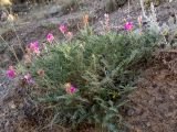 Hedysarum tauricum