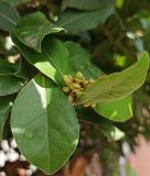 Laurus nobilis