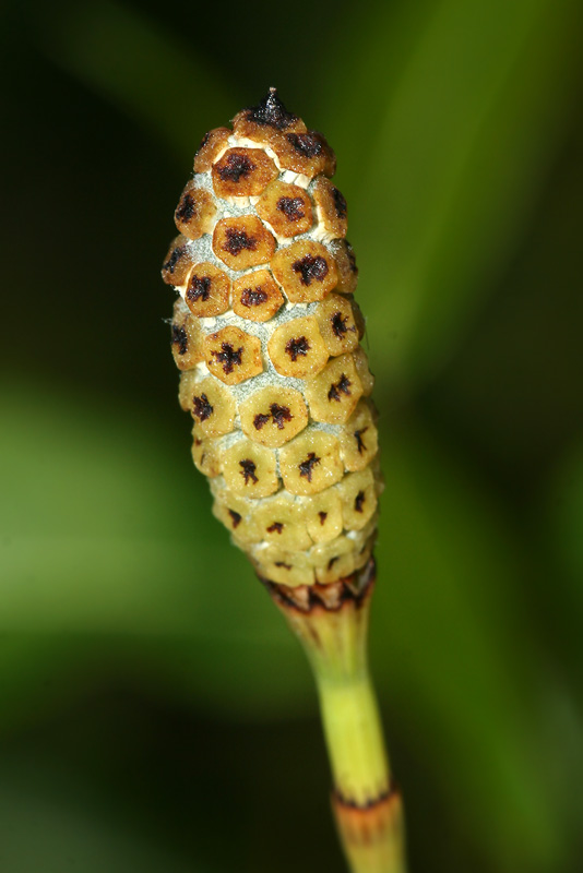 Image of Equisetum ramosissimum specimen.