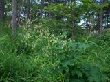 Смотреть изображение Thalictrum kemense
