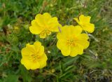 Смотреть изображение Potentilla pedata