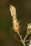 Centaurea diffusa. Отцветшее соцветие. Республика Абхазия, окр. г. Сухум, р. Гумиста. 26.08.2009.
