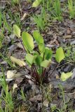 View full-size image Eryngium planum
