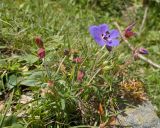 View full-size image Geranium ruprechtii