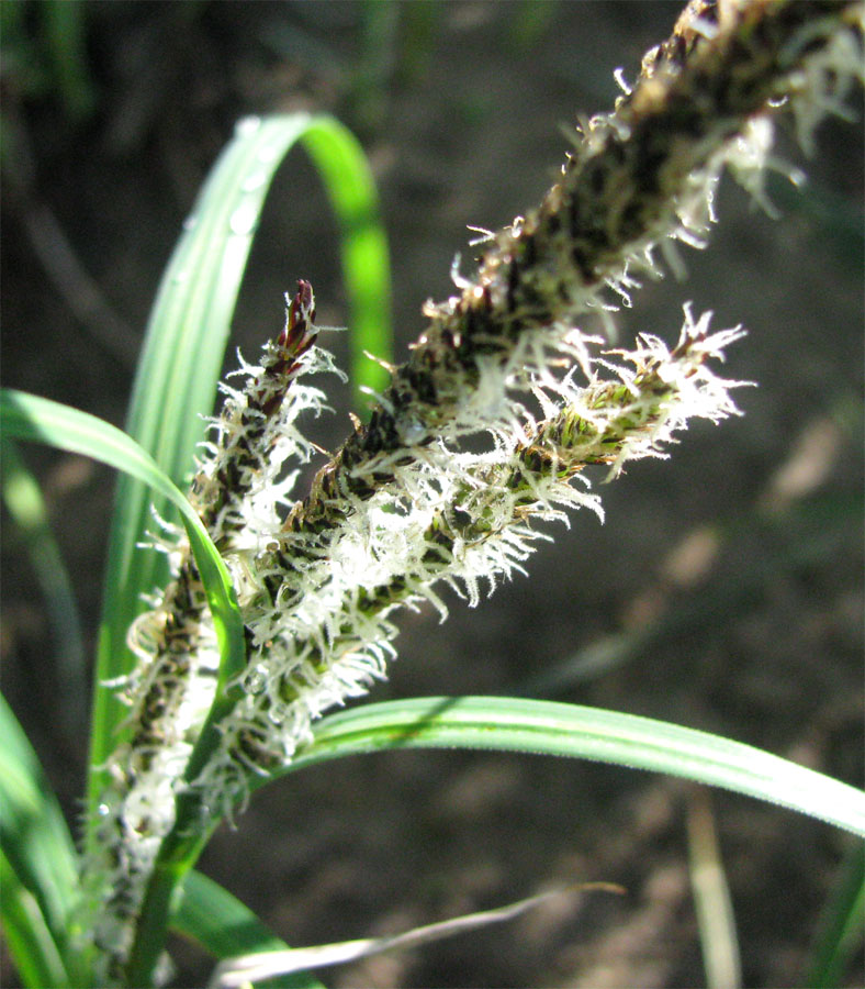 Image of Carex acuta specimen.