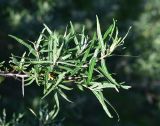View full-size image Hippophae rhamnoides