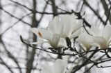 View full-size image Magnolia denudata