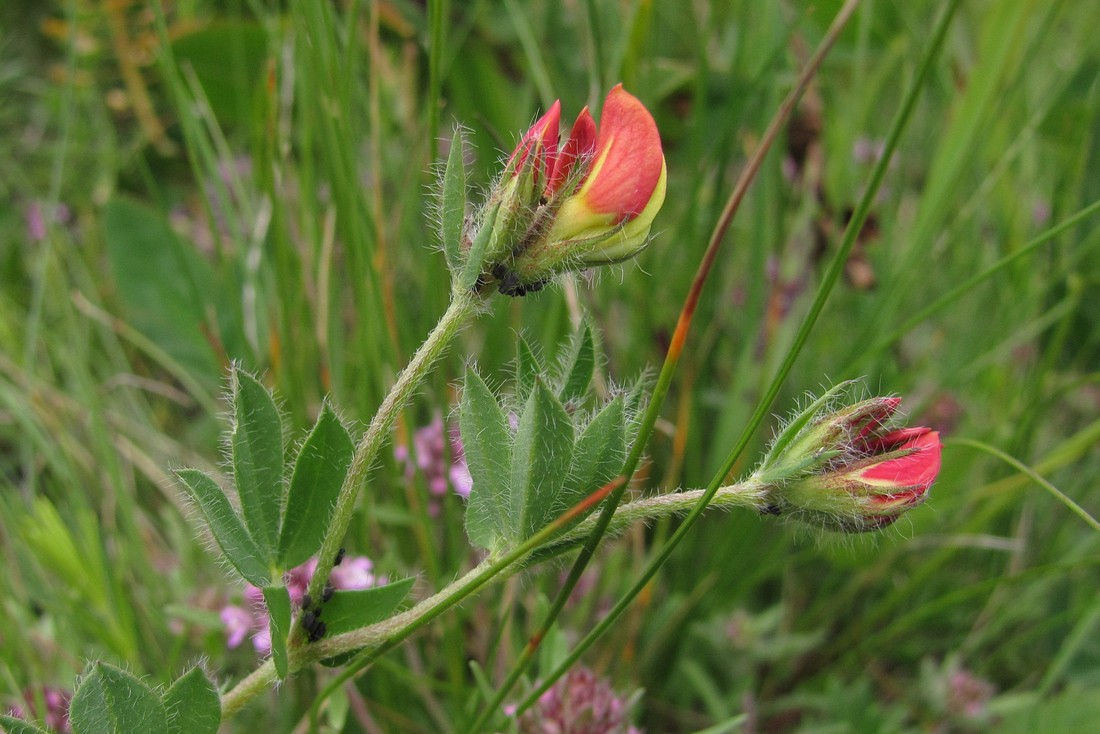 Image of Lotus caucasicus specimen.