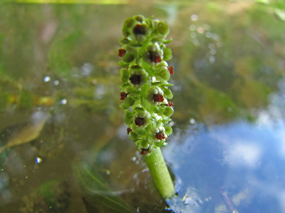 Изображение особи Potamogeton perfoliatus.