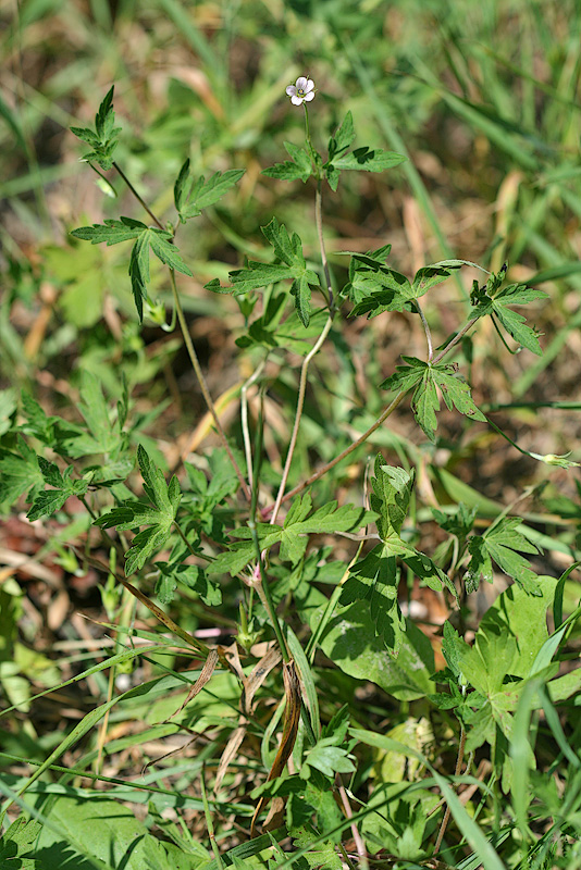 Image of Geranium sibiricum specimen.