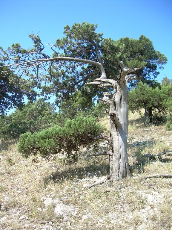 Изображение особи Juniperus excelsa.