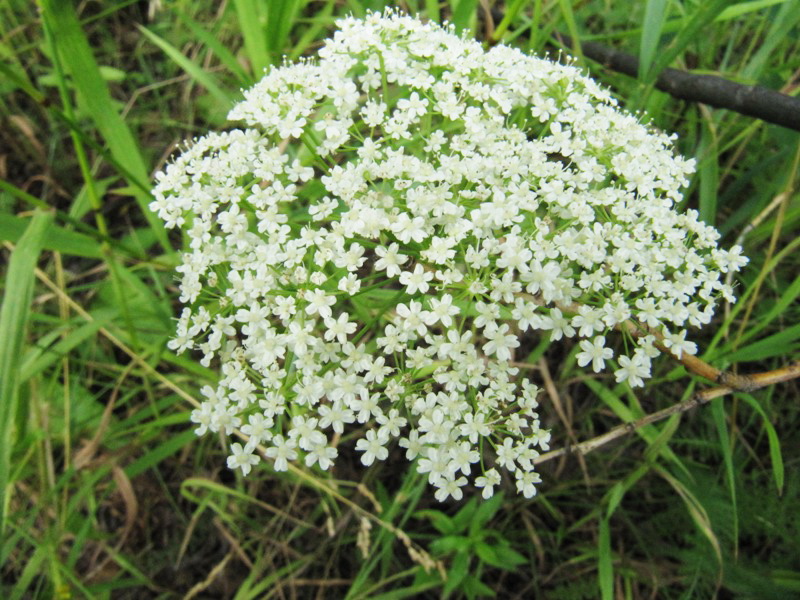 Image of Pimpinella saxifraga specimen.