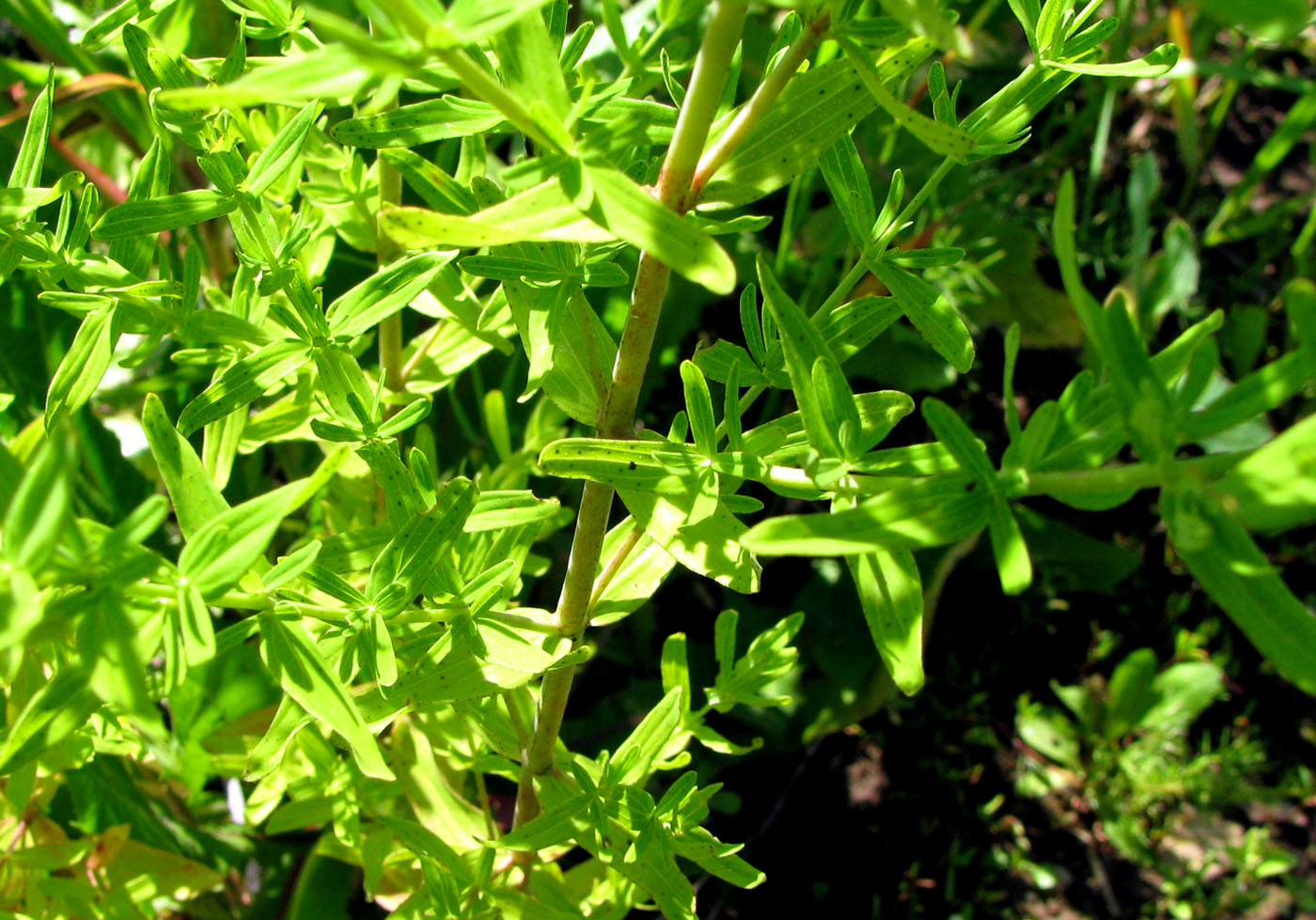 Image of Hypericum perforatum specimen.